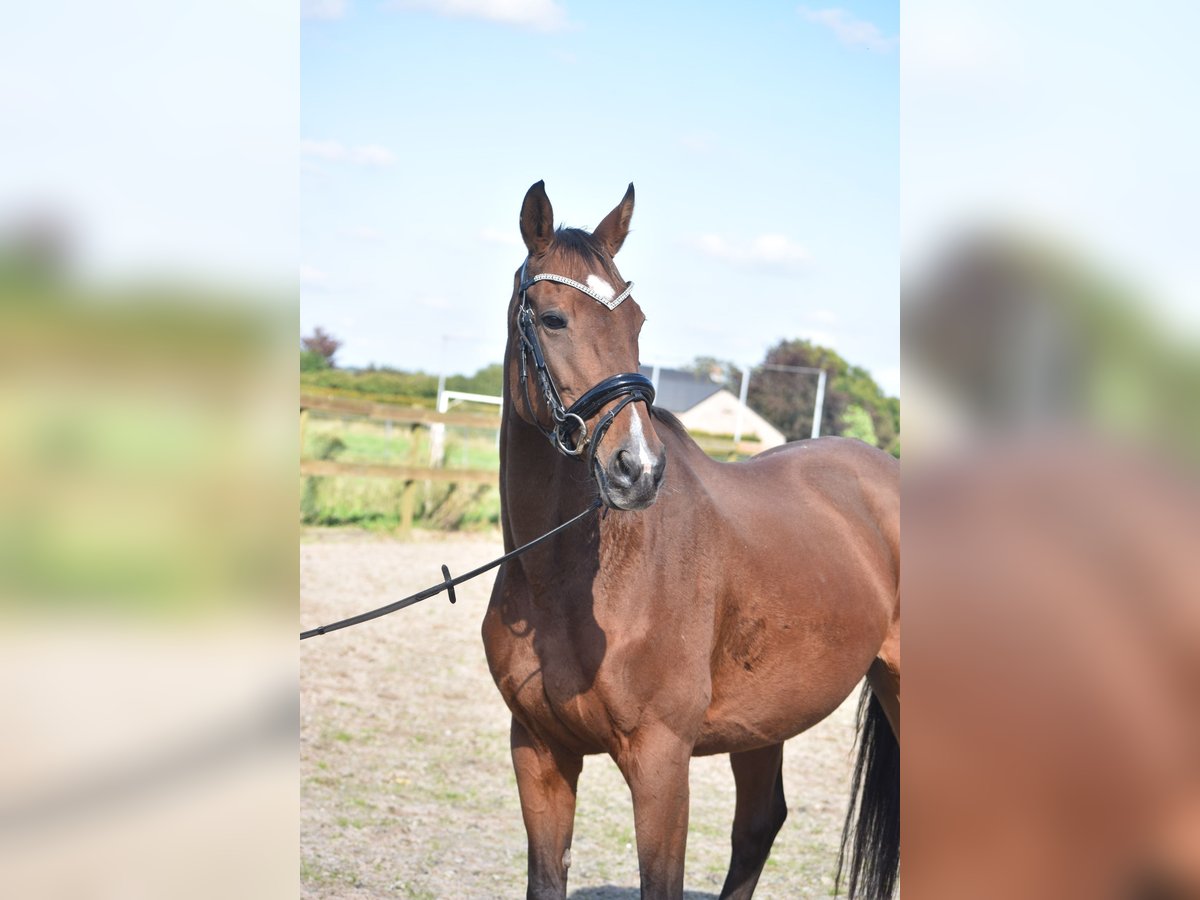 Andere Rassen Merrie 13 Jaar 162 cm Bruin in Achtmaal