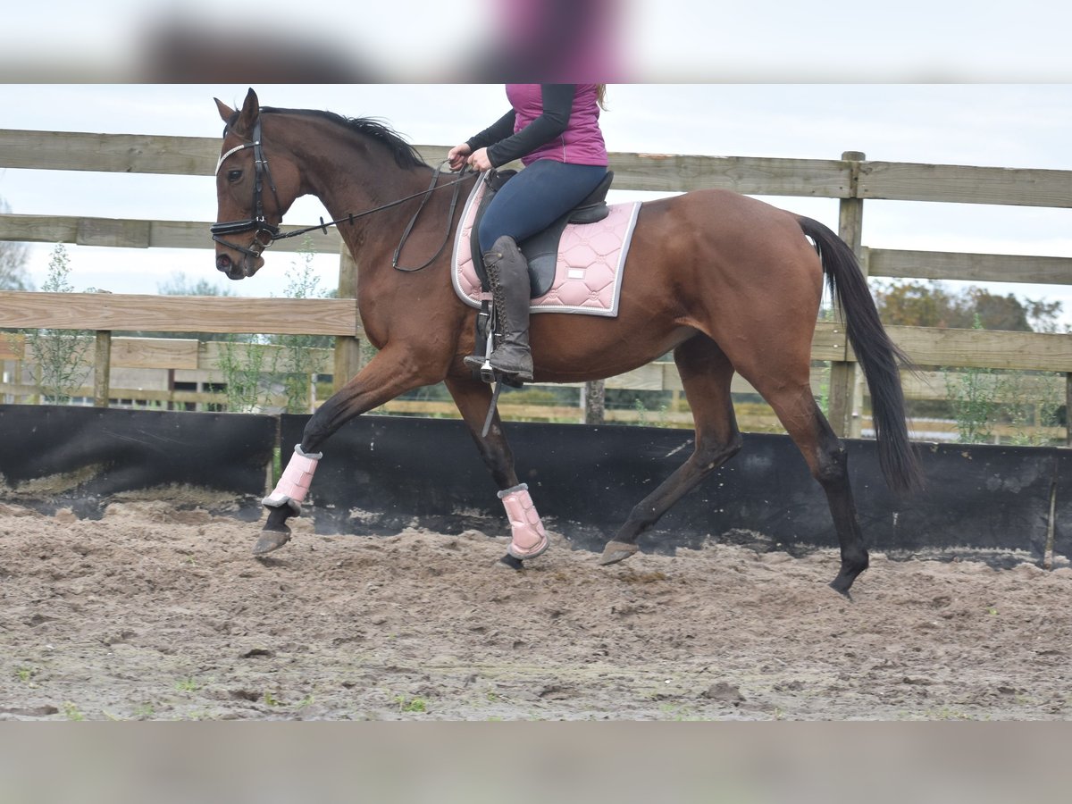 Andere Rassen Merrie 13 Jaar 162 cm Roodbruin in Achtmaal