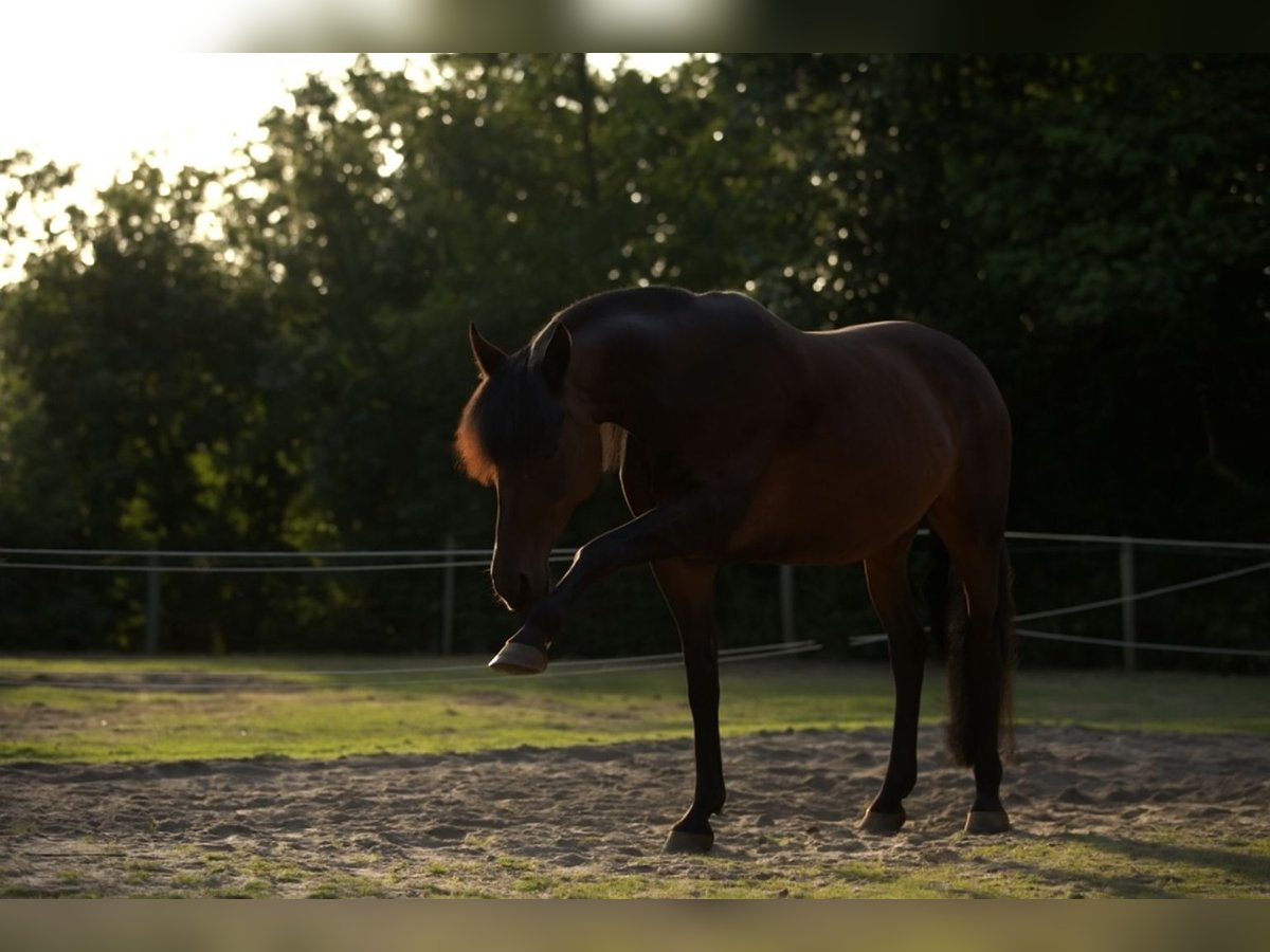 Andere Rassen Mix Merrie 13 Jaar 165 cm Bruin in Oldeholtpade