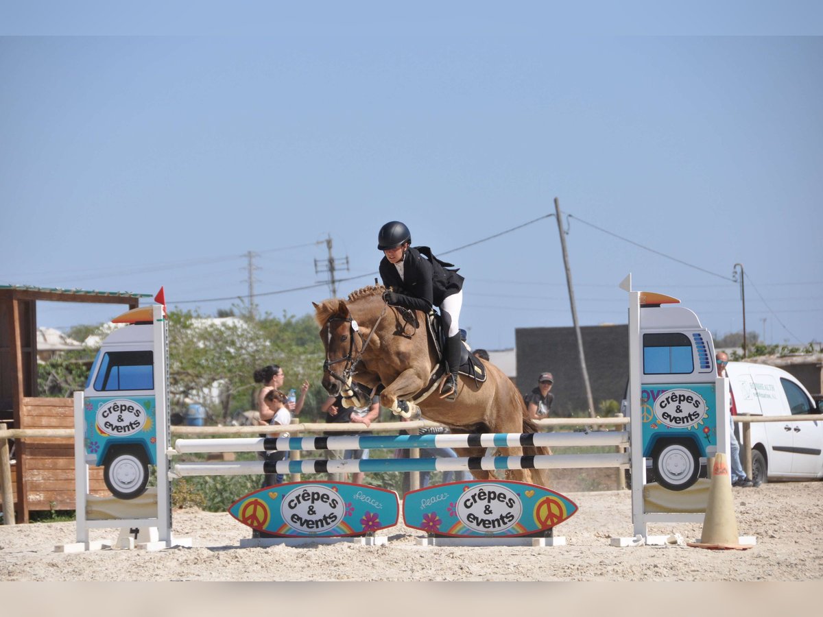 Andere Rassen Merrie 14 Jaar 138 cm Vos in Sabadell