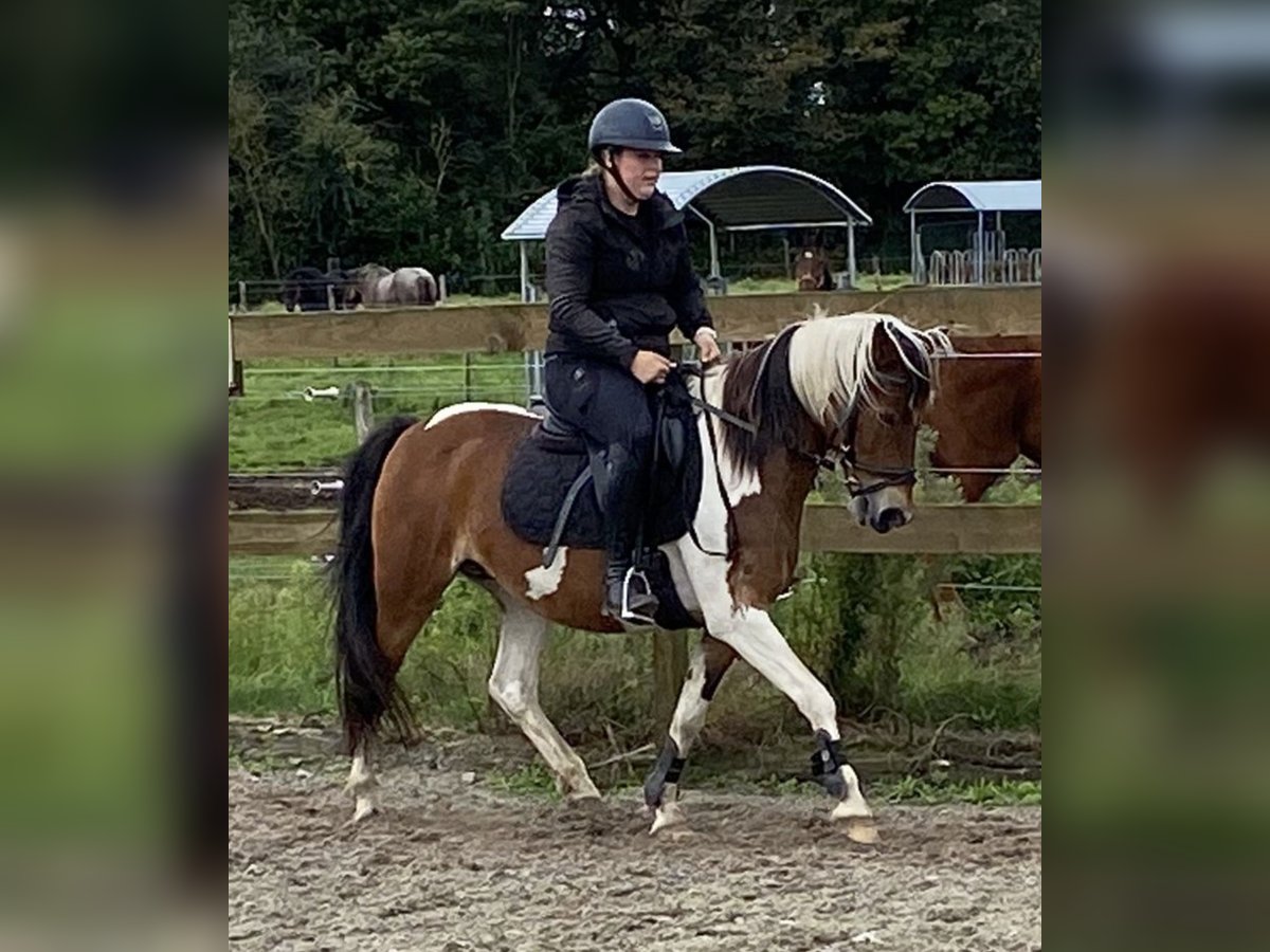 Andere Rassen Merrie 14 Jaar 148 cm Tobiano-alle-kleuren in Achtmaal