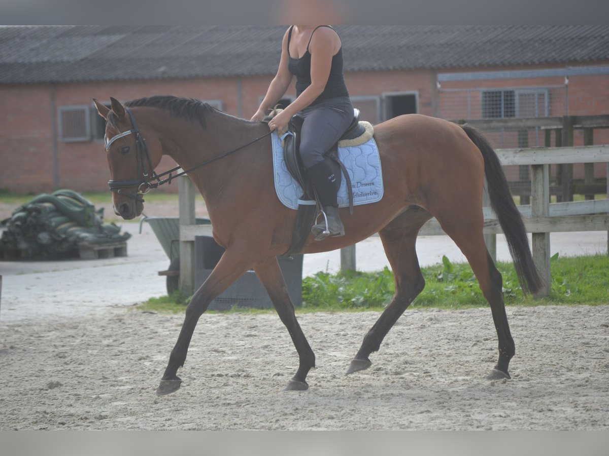 Andere Rassen Merrie 14 Jaar 161 cm Bruin in wuustwezel