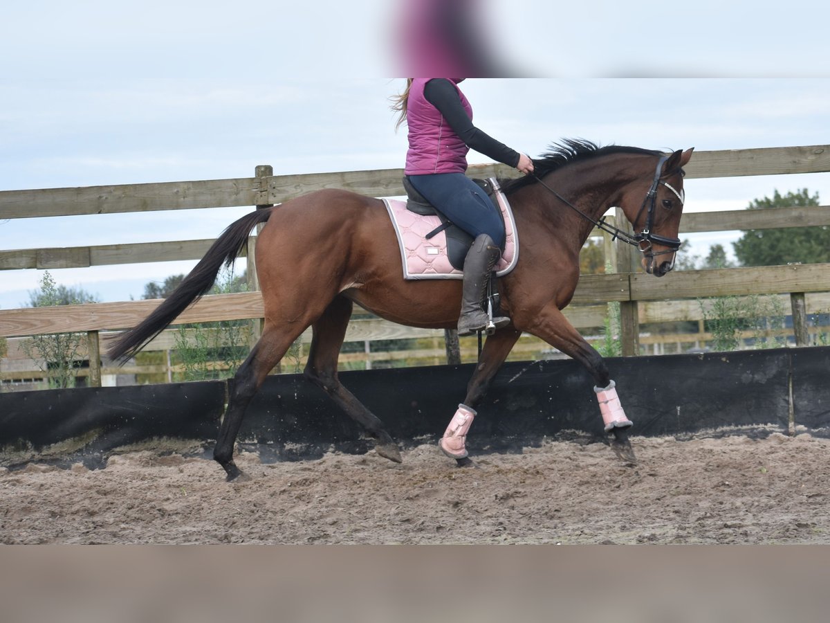 Andere Rassen Merrie 14 Jaar 164 cm Bruin in Achtmaal