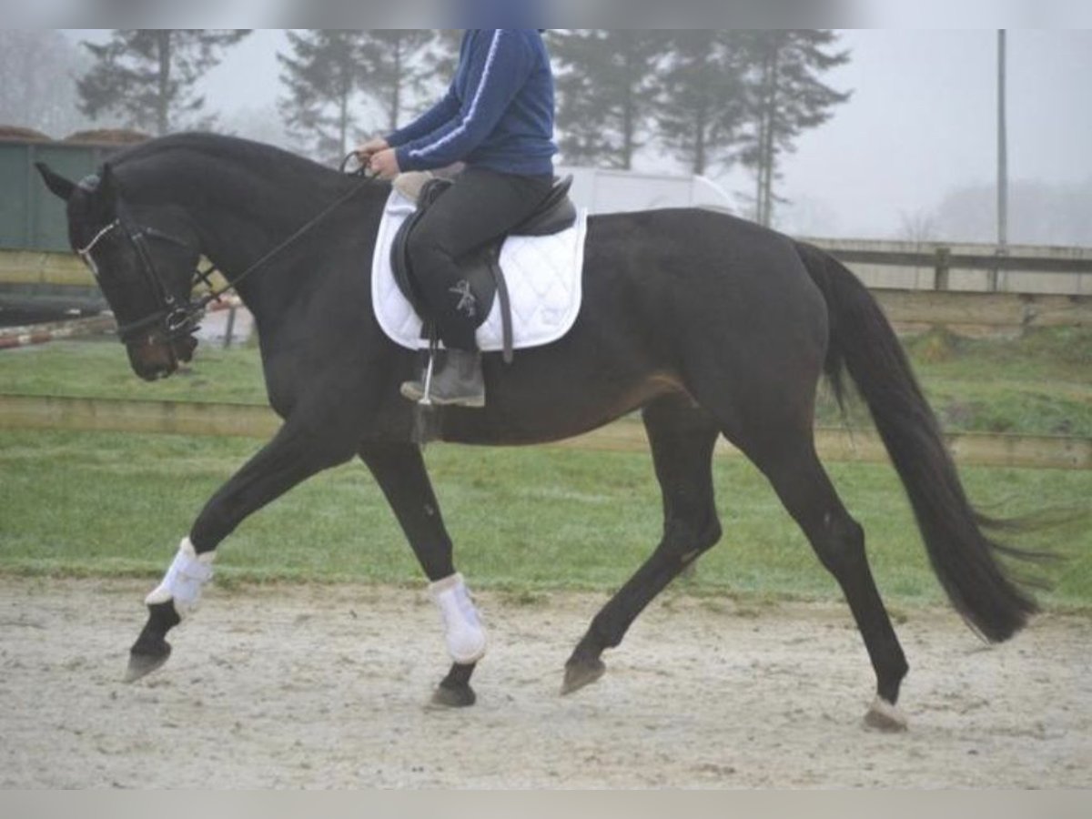 Andere Rassen Merrie 14 Jaar 166 cm Zwart in Breda