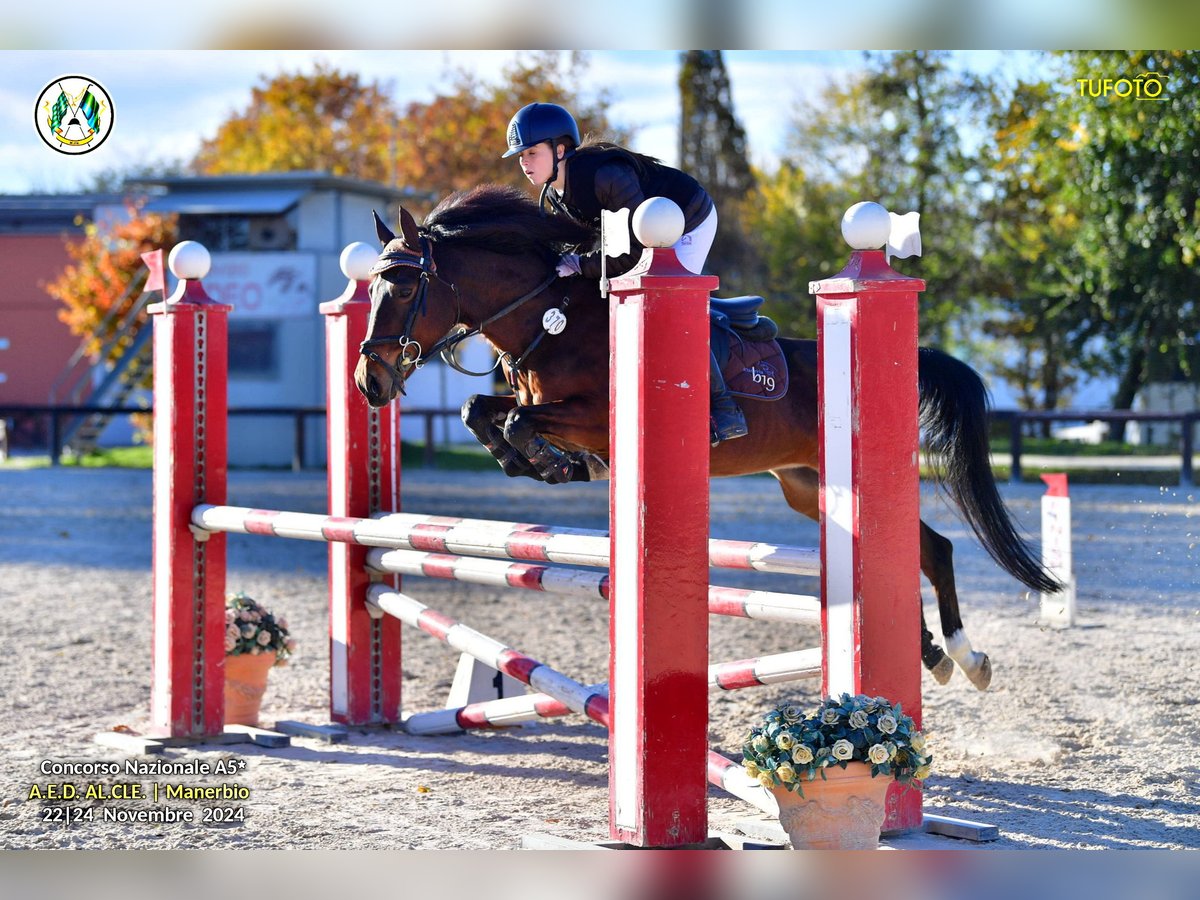 Andere Rassen Merrie 15 Jaar 145 cm Bruin in mirano