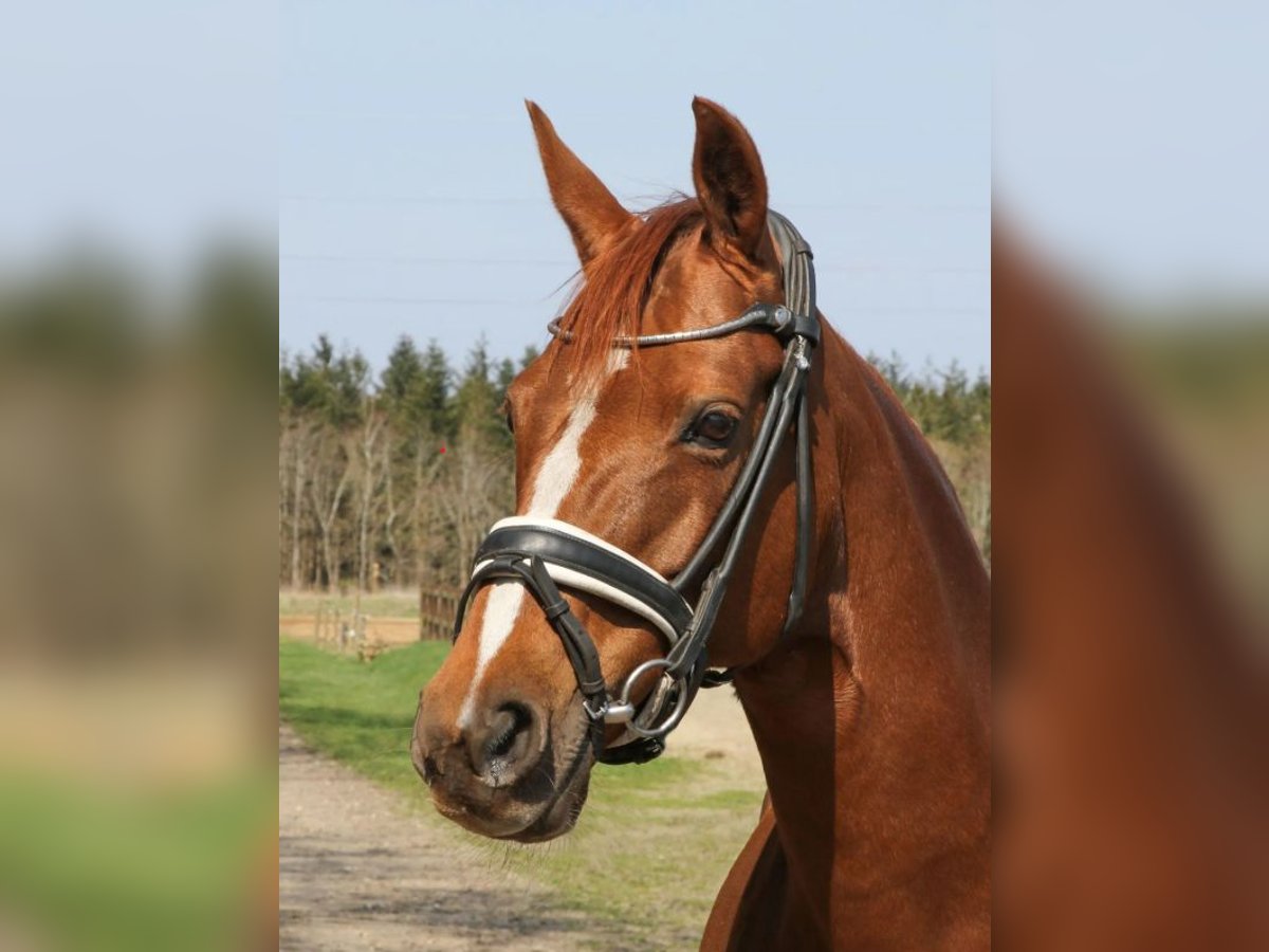 Andere Rassen Merrie 16 Jaar 140 cm Donkere-vos in Zealand