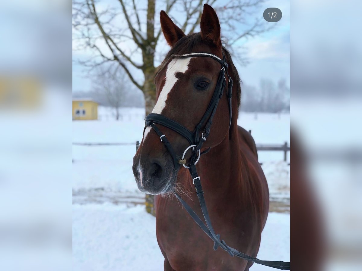 Andere Rassen Merrie 16 Jaar 152 cm Donkere-vos in Biberach an der Riß