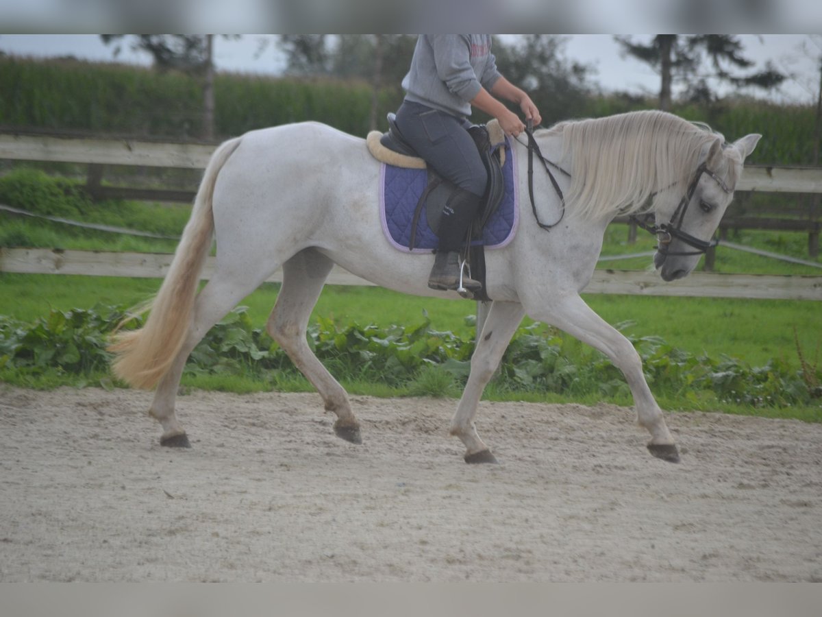 Andere Rassen Merrie 16 Jaar 154 cm Schimmel in Breda