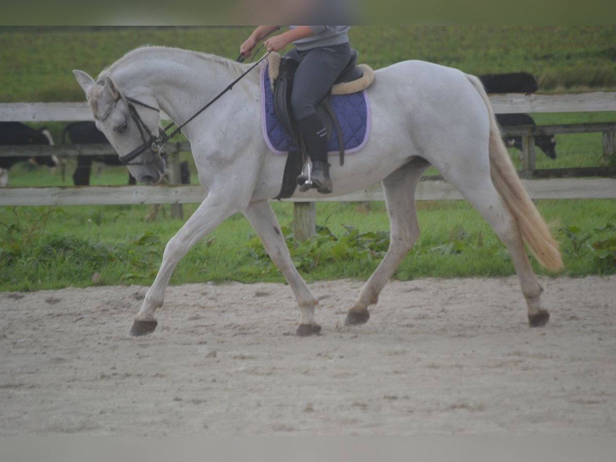 Andere Rassen Merrie 16 Jaar 154 cm Schimmel in wuustwezel