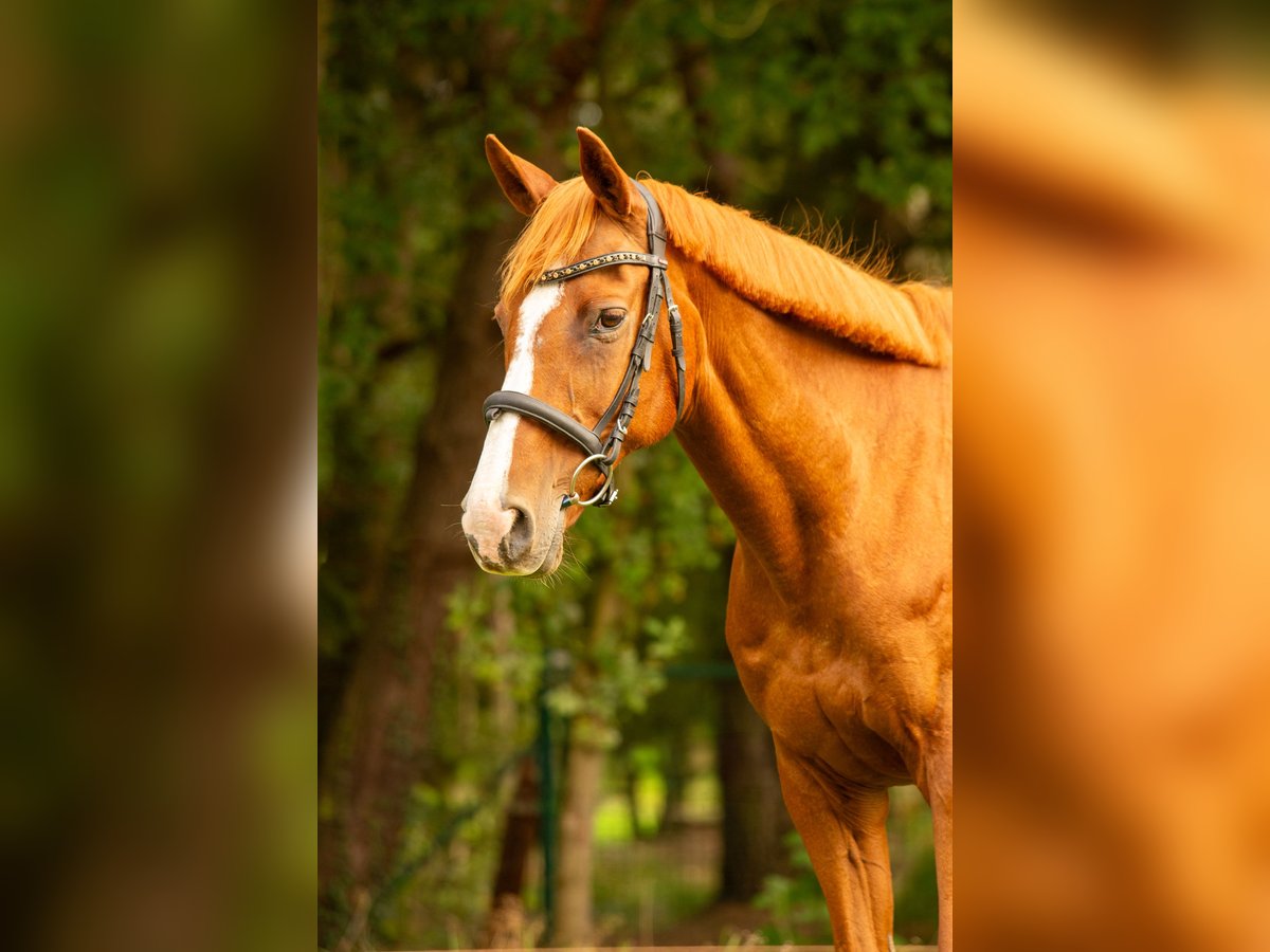 Andere Rassen Mix Merrie 16 Jaar 155 cm Vos in Bilzen