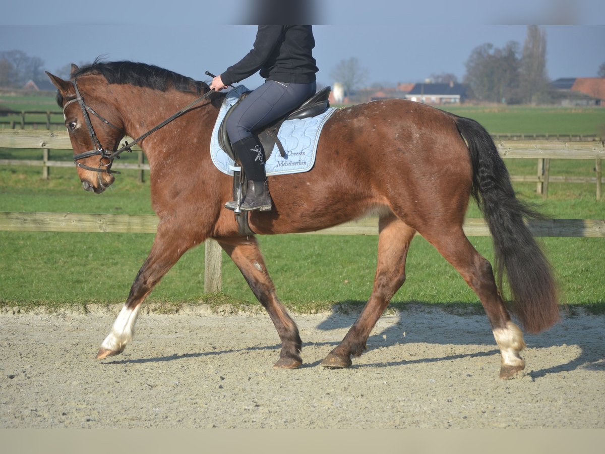 Andere Rassen Merrie 16 Jaar 157 cm Appaloosa in Breda