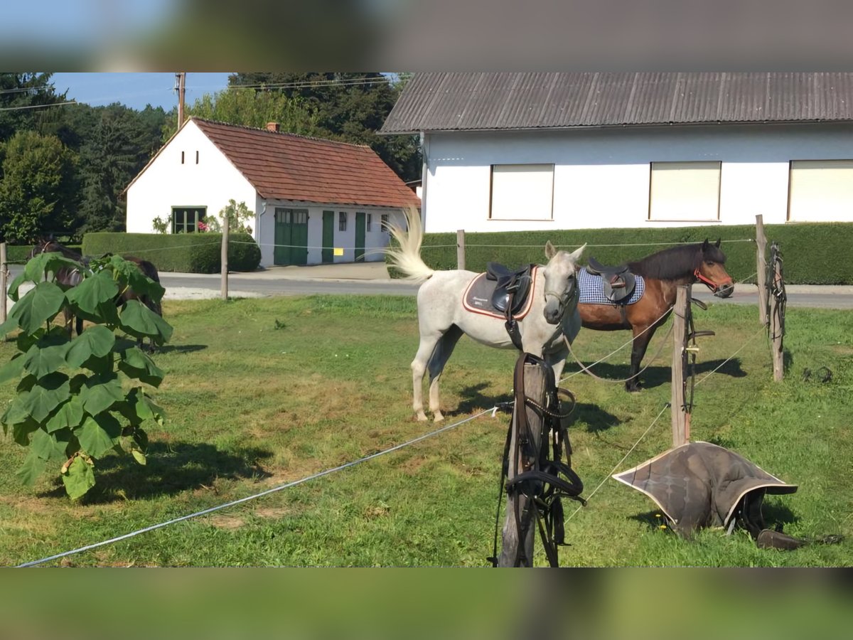 Andere Rassen Mix Merrie 17 Jaar 152 cm Schimmel in Kohfidisch