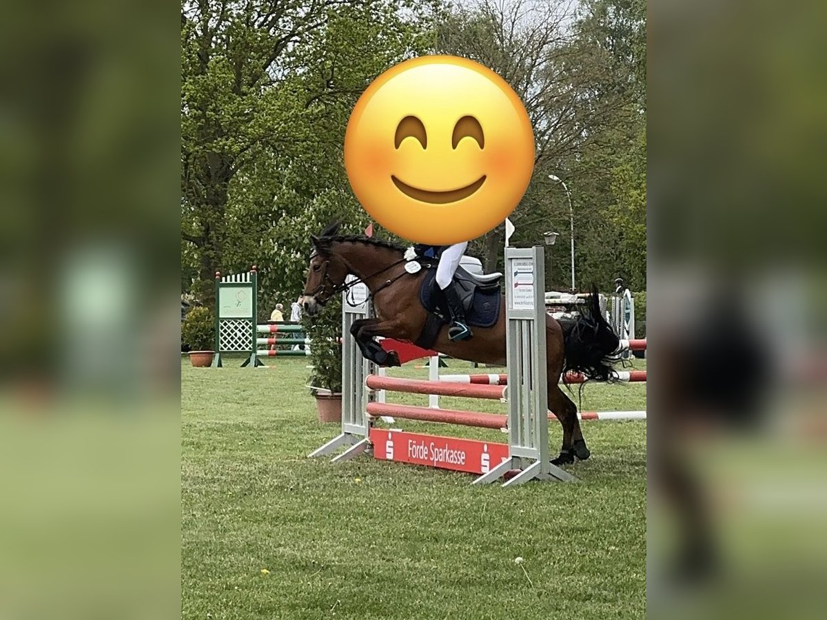 Andere Rassen Merrie 18 Jaar 131 cm Bruin in Schlesen