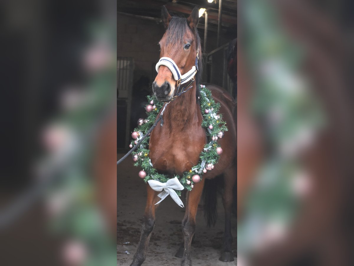 Andere Rassen Merrie 19 Jaar 159 cm Bruin in Achtmaal