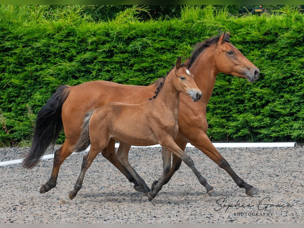 Andere Rassen Merrie 1 Jaar 155 cm Roodbruin in CHESTER