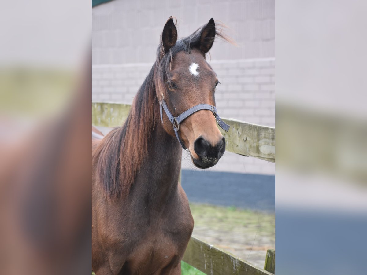 Andere Rassen Merrie 1 Jaar Bruin in Achtmaal