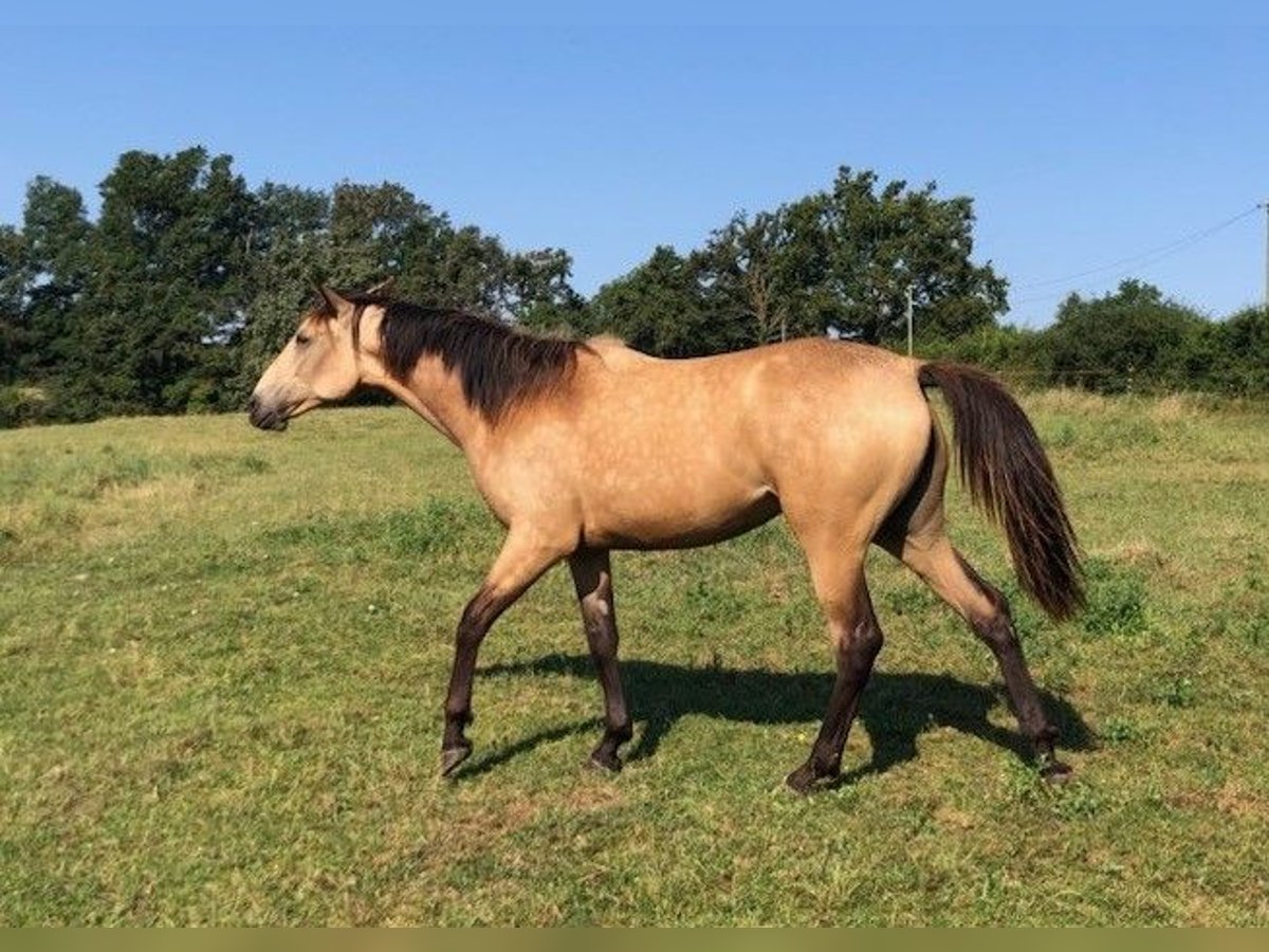 Andere Rassen Merrie 1 Jaar Falbe in BUSSY-ALBIEUX