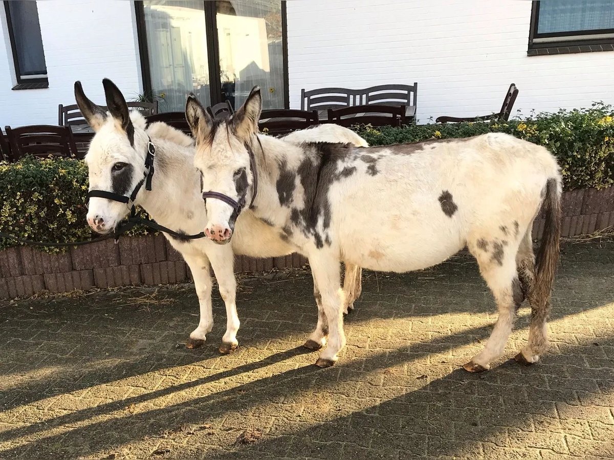 Andere Rassen Merrie 22 Jaar 110 cm in Süderlügum