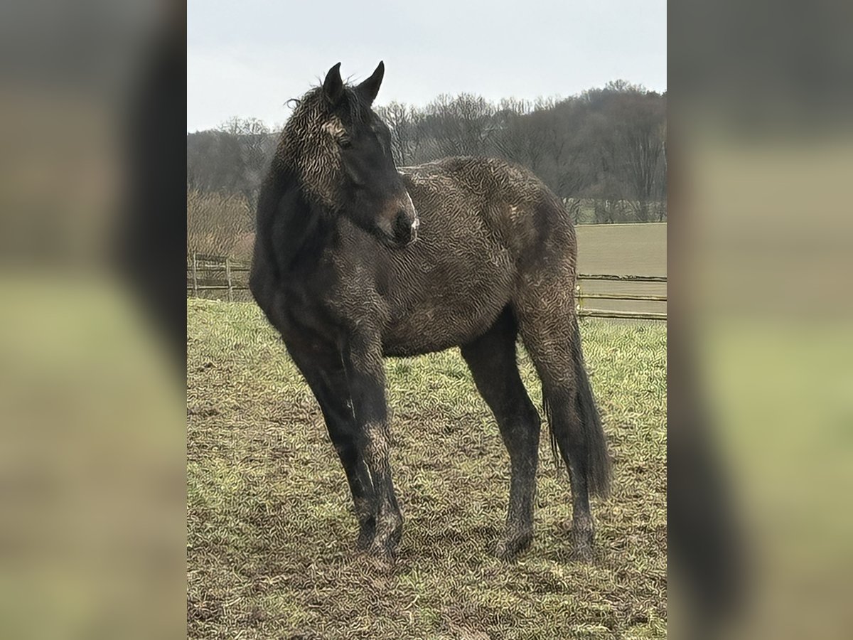 Andere Rassen Mix Merrie 2 Jaar 165 cm Zwart in Asbach