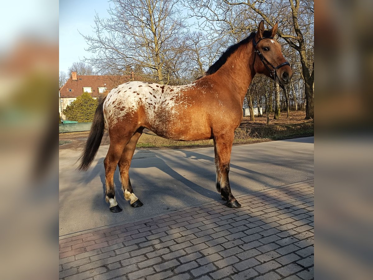 Andere Rassen Mix Merrie 2 Jaar Appaloosa in Rożnowo