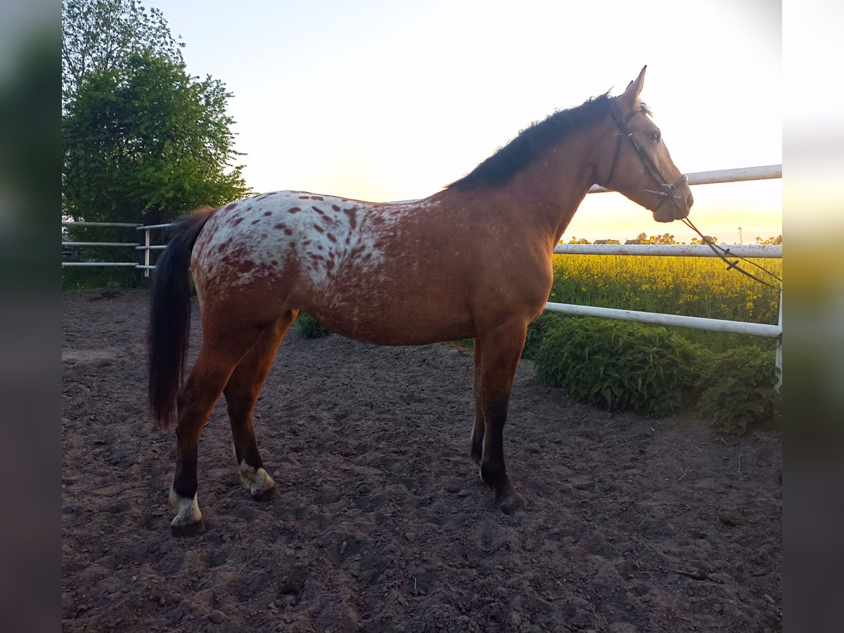 Andere Rassen Mix Merrie 2 Jaar Appaloosa in Rożnowo