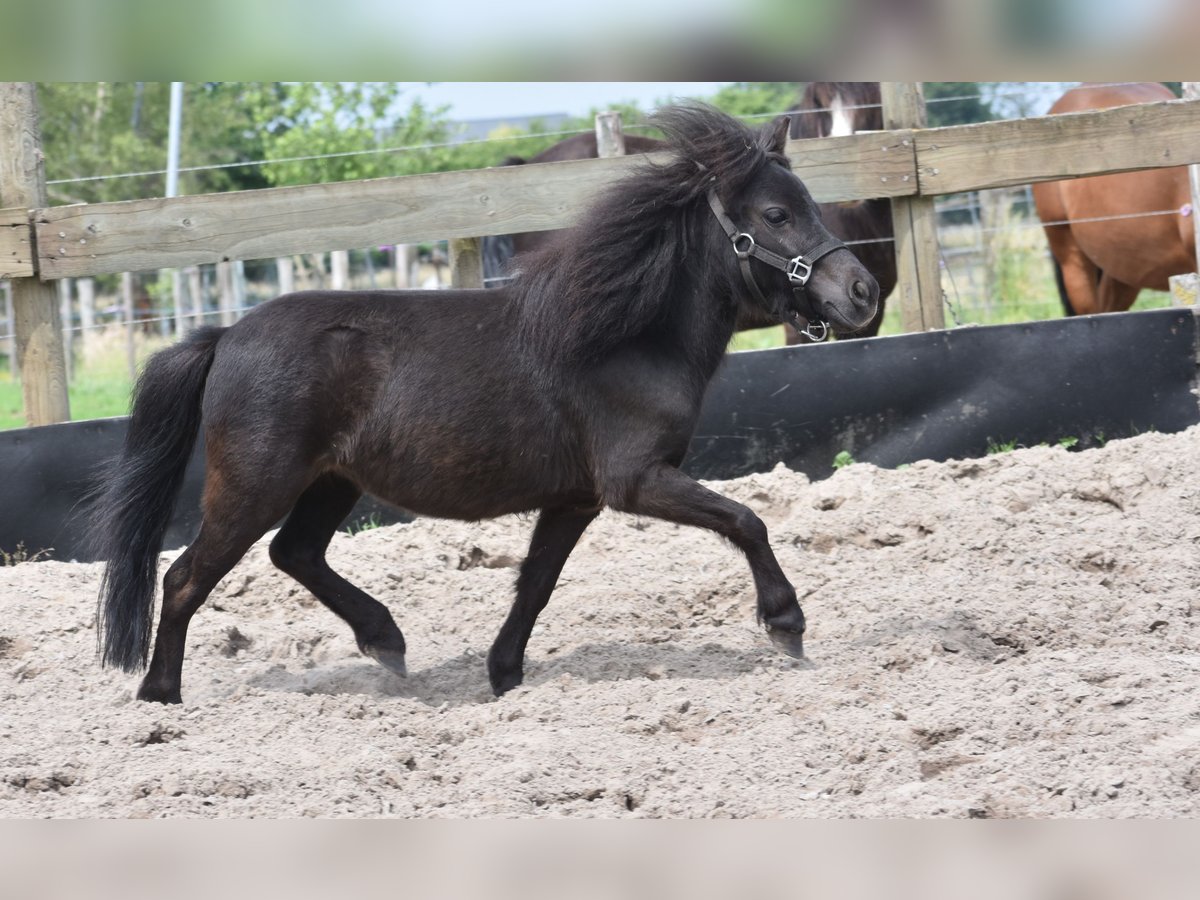 Andere Rassen Merrie 2 Jaar Zwart in Achtmaal