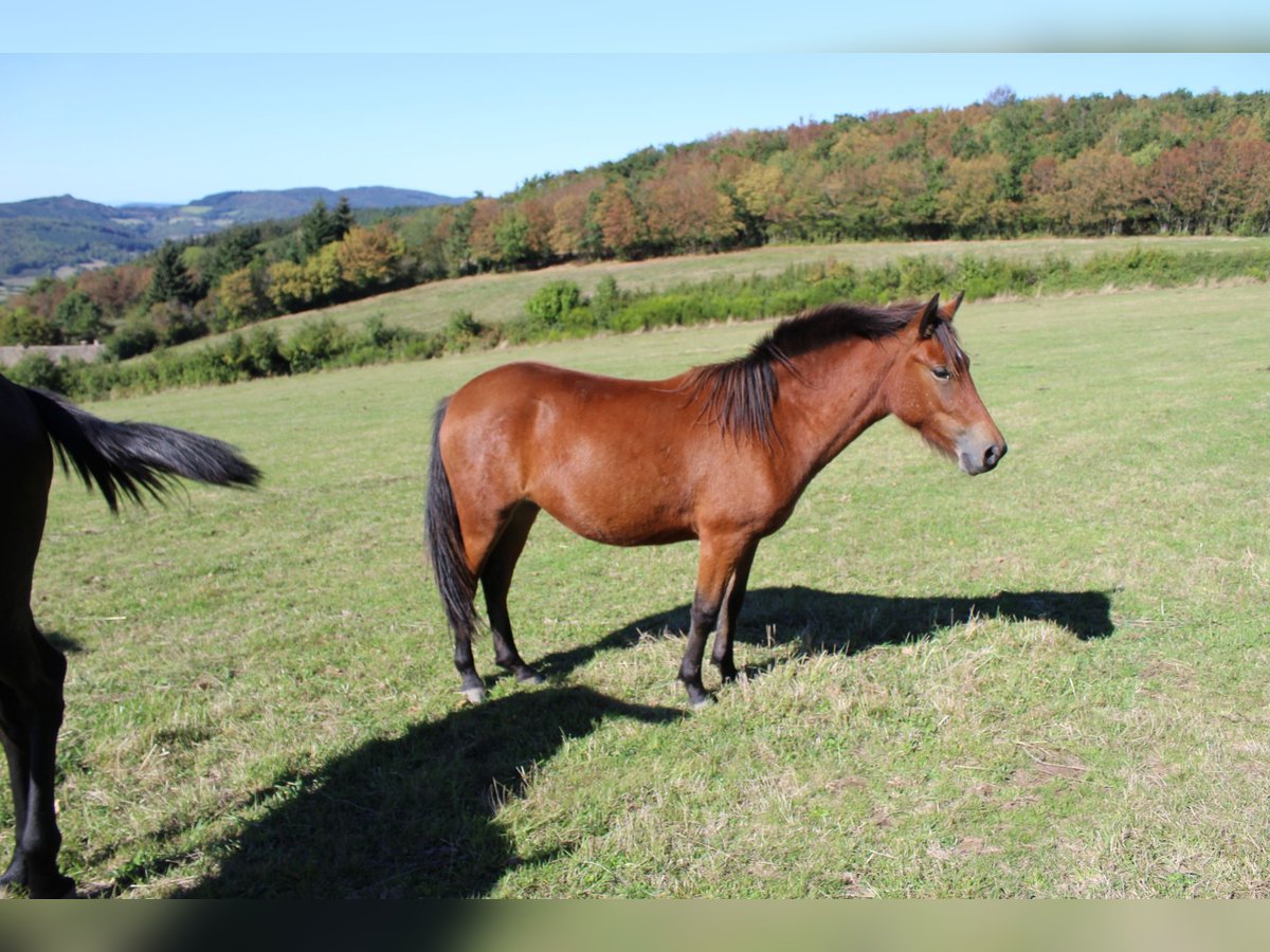 Andere Rassen Merrie 3 Jaar 125 cm Bruin in cenves