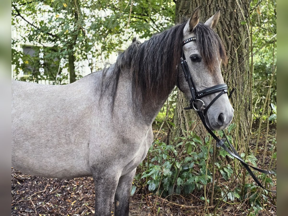 Andere Rassen Merrie 3 Jaar 146 cm Schimmel in Schwäbisch Gmünd