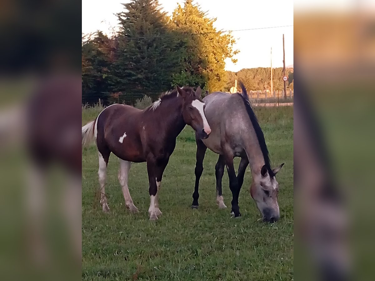 Andere Rassen Merrie 3 Jaar 148 cm Gevlekt-paard in Murcia