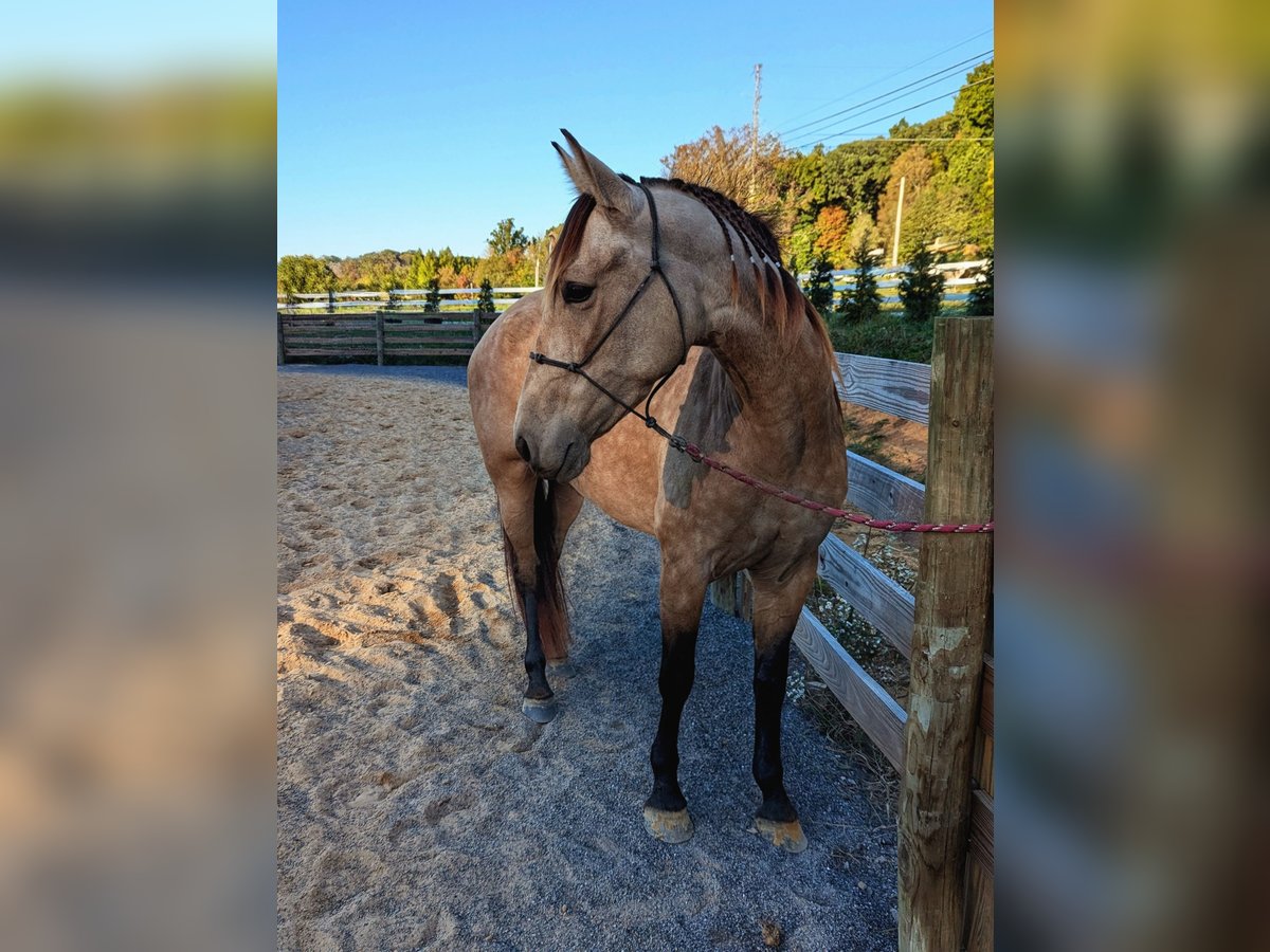 Andere Rassen Mix Merrie 3 Jaar 152 cm Buckskin in Johnson City Andere Rassen Mix Merrie 3 Jaar 152 cm Buckskin in Johnson City