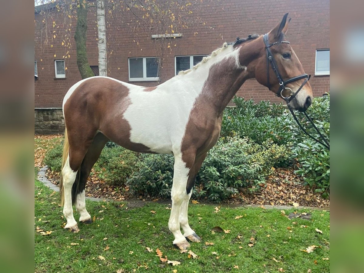Andere Rassen Merrie 3 Jaar 156 cm Gevlekt-paard in Hopsten