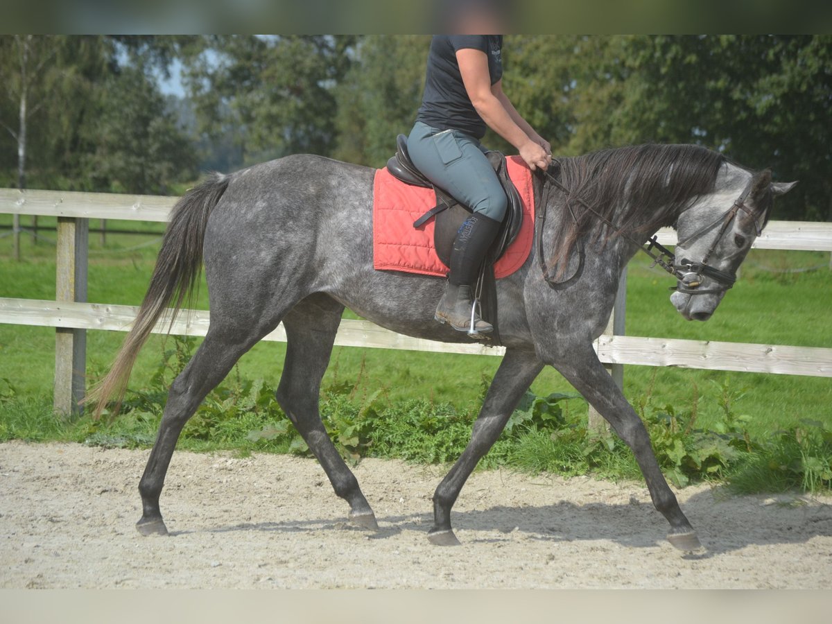 Andere Rassen Merrie 3 Jaar 157 cm Schimmel in wuustwezel