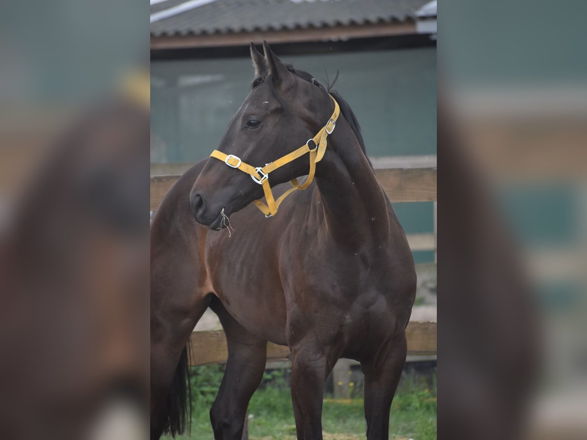 Andere Rassen Merrie 3 Jaar 160 cm Donkerbruin in Achtmaal