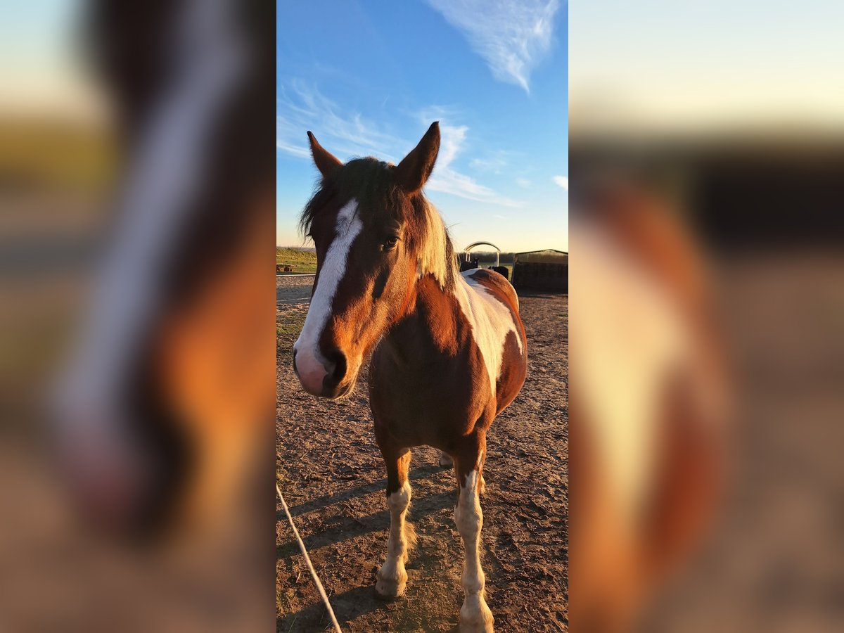 Andere Rassen Mix Merrie 3 Jaar 162 cm Gevlekt-paard in Stauchitz