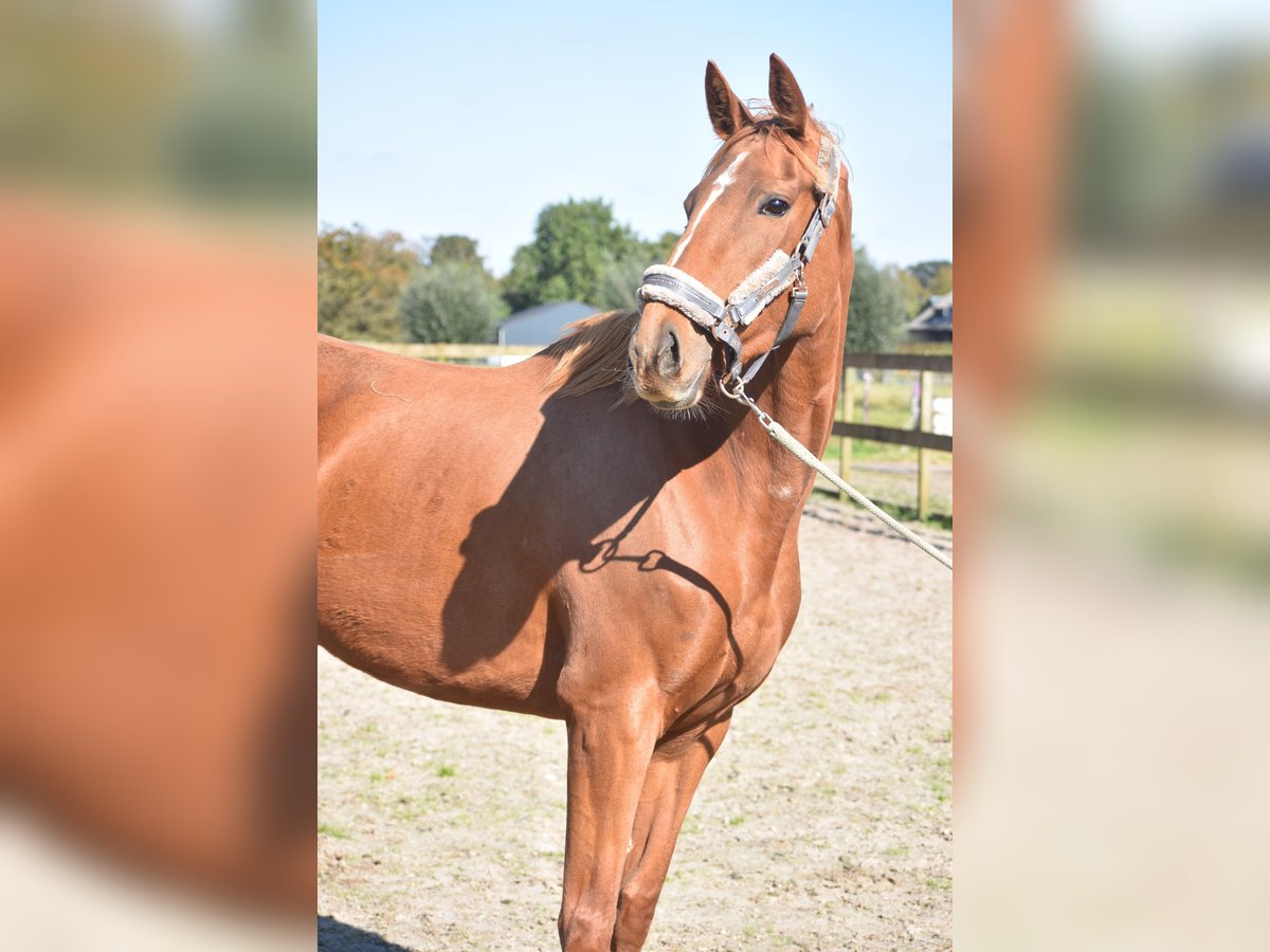 Andere Rassen Merrie 3 Jaar 168 cm Vos in Achtmaal