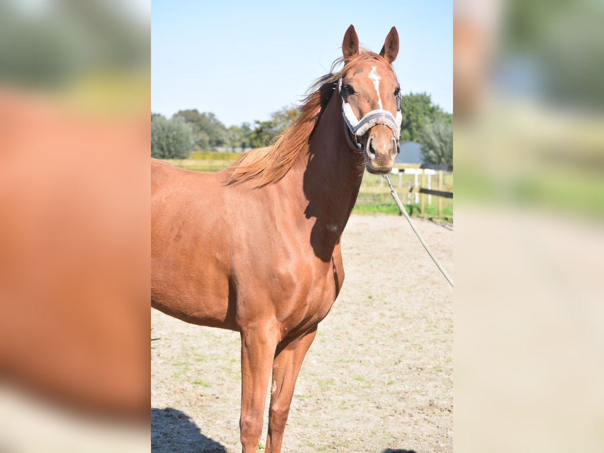 Andere Rassen Merrie 3 Jaar 168 cm Vos in Achtmaal