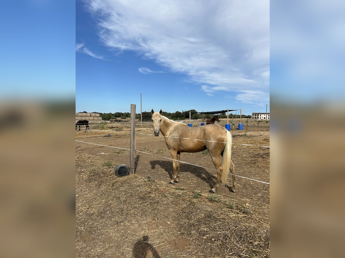 Andere Rassen Mix Merrie 4 Jaar 143 cm Palomino in Inca