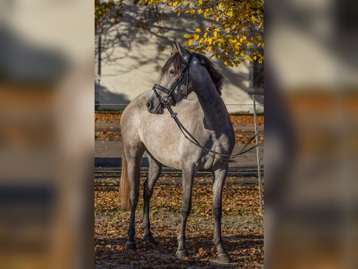 Andere Rassen Merrie 4 Jaar 148 cm Schimmel in Schwäbisch Gmünd