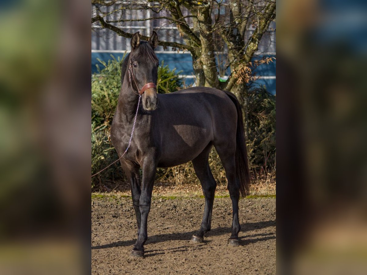 Andere Rassen Merrie 4 Jaar 149 cm kan schimmel zijn in Schwäbisch Gmünd