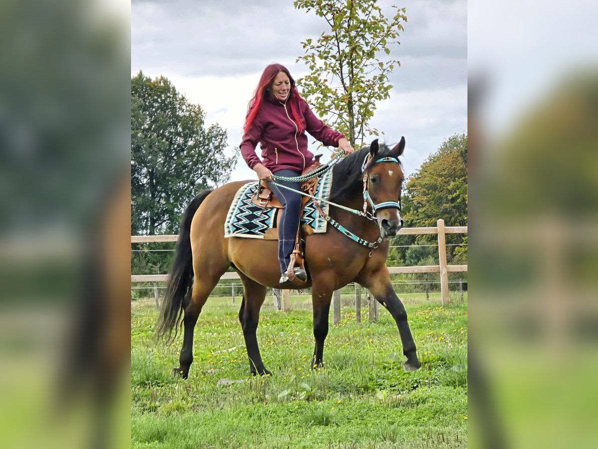 Andere Rassen Mix Merrie 4 Jaar 155 cm Bruin in Linkenbach