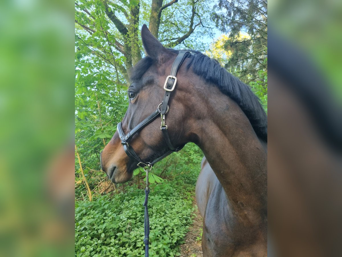 Andere Rassen Mix Merrie 4 Jaar 155 cm Donkerbruin in Zeven