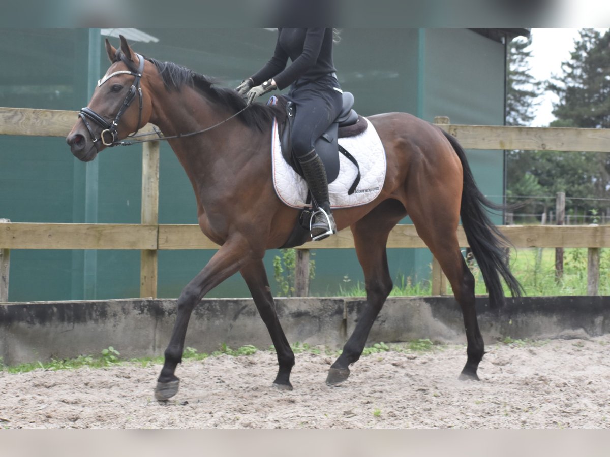 Andere Rassen Merrie 4 Jaar 163 cm Donkerbruin in Achtmaal