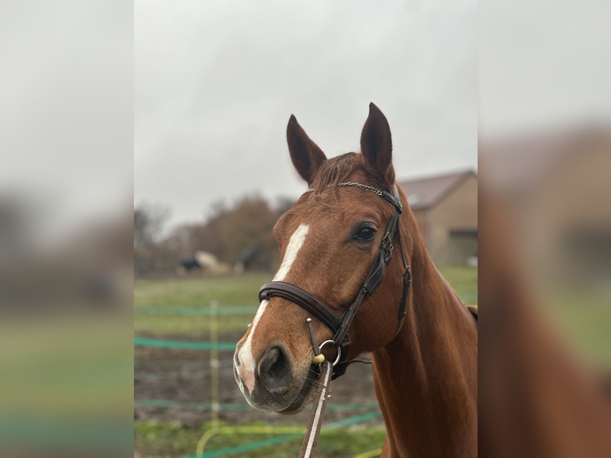 Andere Rassen Merrie 4 Jaar 164 cm Vos in Feucherolles