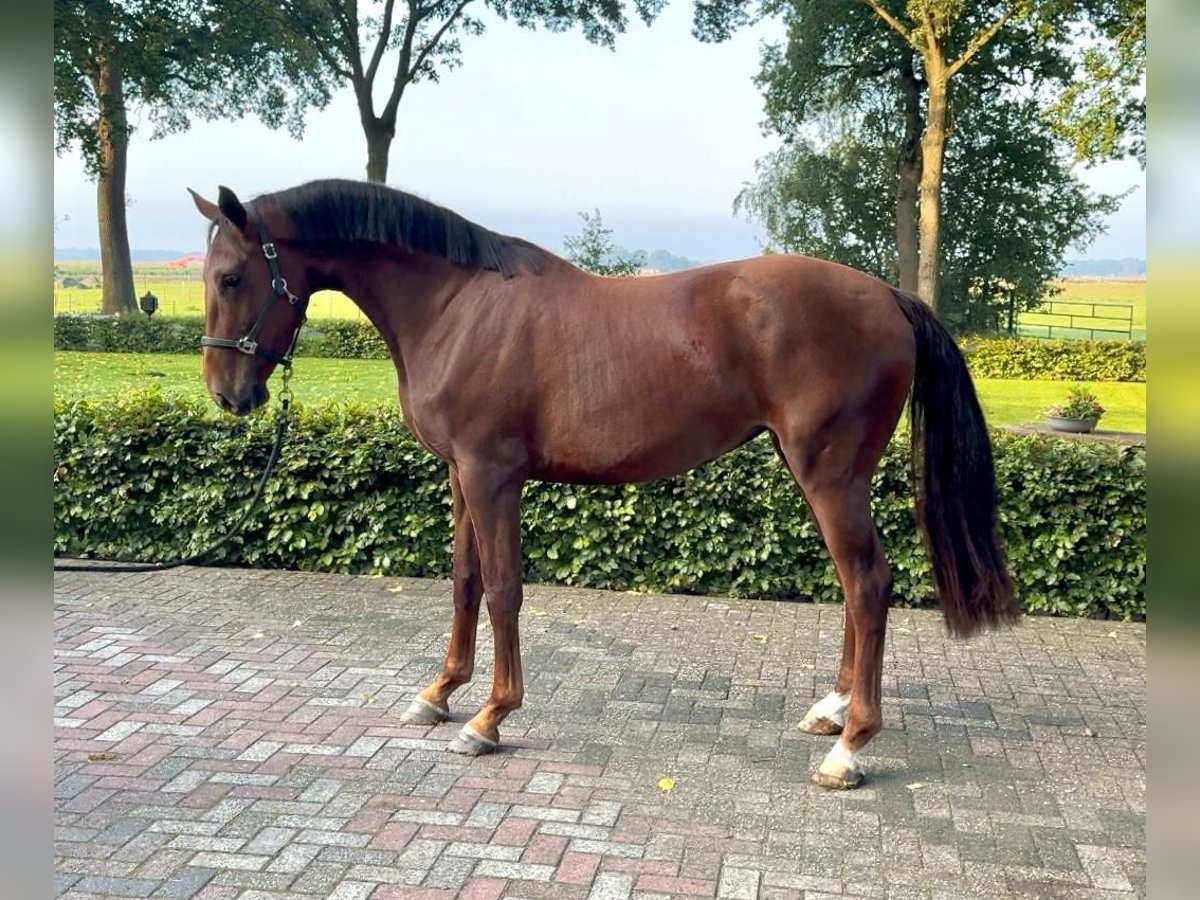 Andere Rassen Merrie 4 Jaar 167 cm Roodvos in Gijon