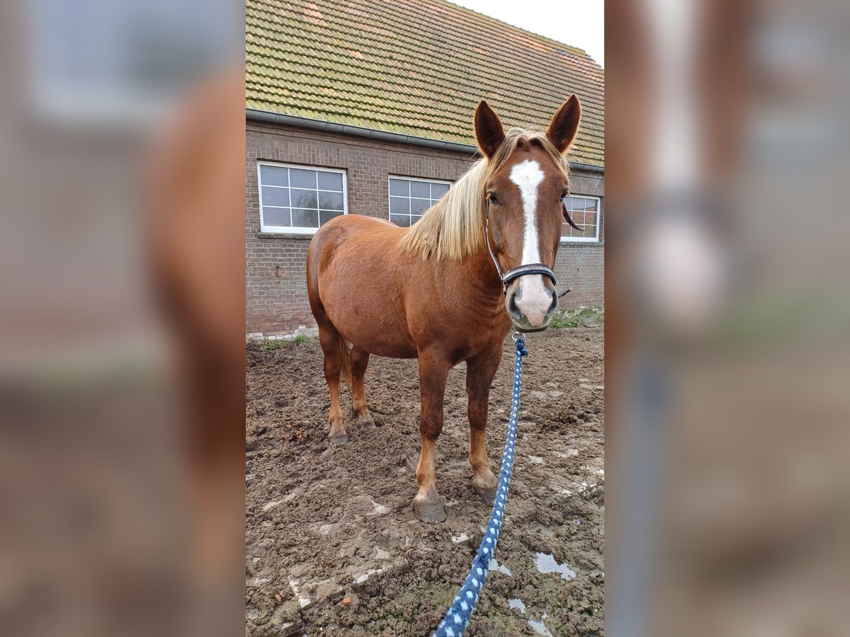 Andere Rassen Merrie 4 Jaar Vos in Kleve