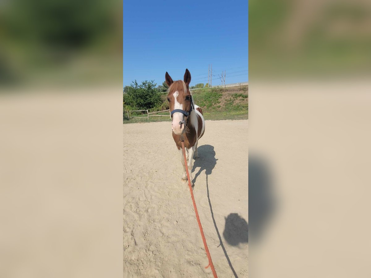 Andere Rassen Merrie 5 Jaar 123 cm Rood schimmel in Velence