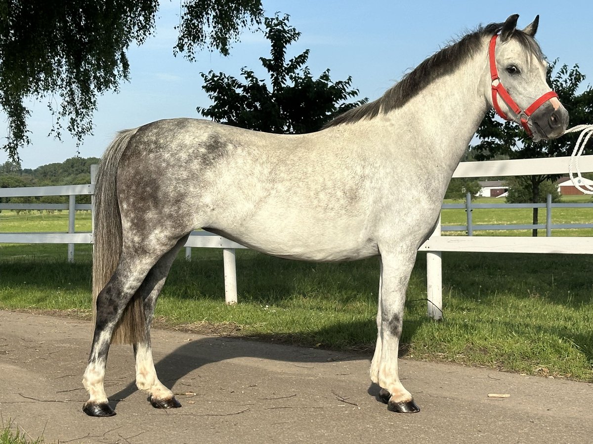 Andere Rassen Mix Merrie 5 Jaar 127 cm Appelschimmel in Riedlingen