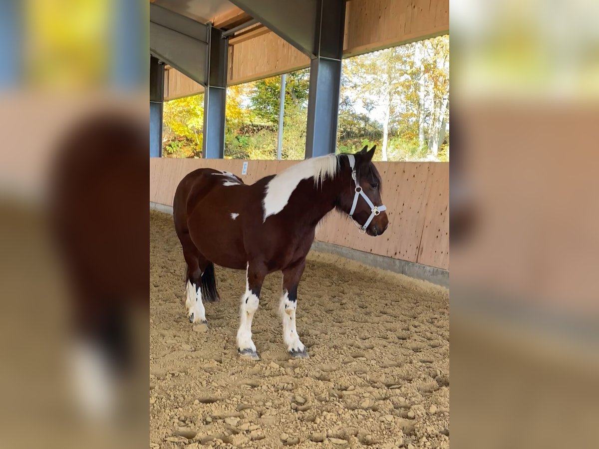 Andere Rassen Mix Merrie 5 Jaar 144 cm Gevlekt-paard in Westerheim