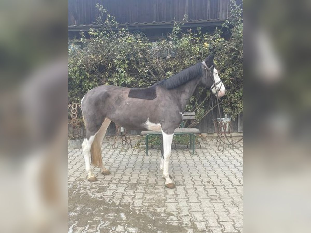 Andere Rassen Merrie 5 Jaar 144 cm Gevlekt-paard in Loiching