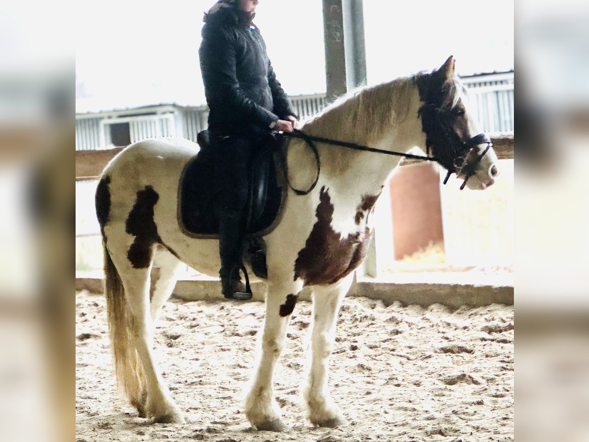 Andere Rassen Mix Merrie 5 Jaar 147 cm Gevlekt-paard in Pont à celles